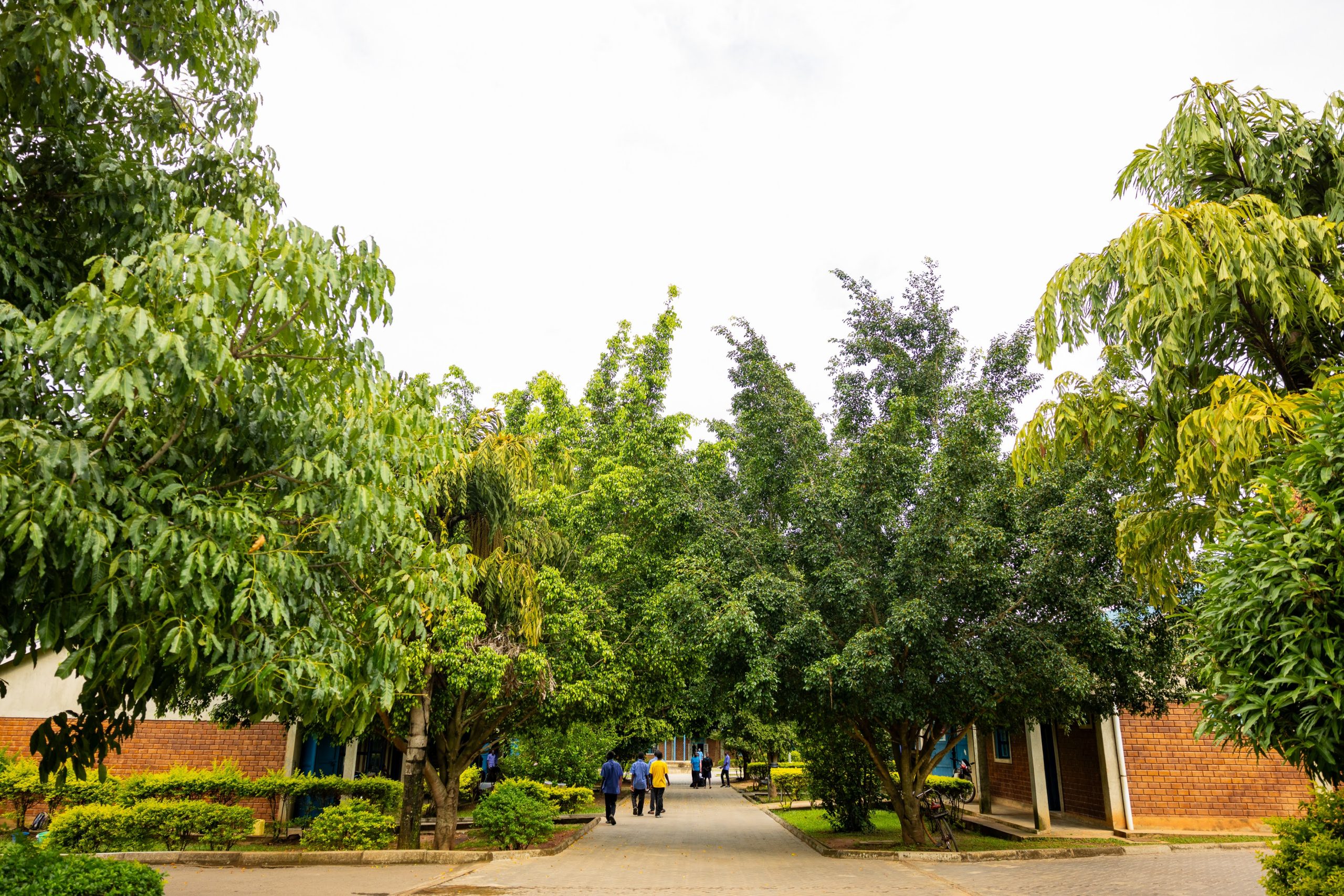 Restore campus environment and trees